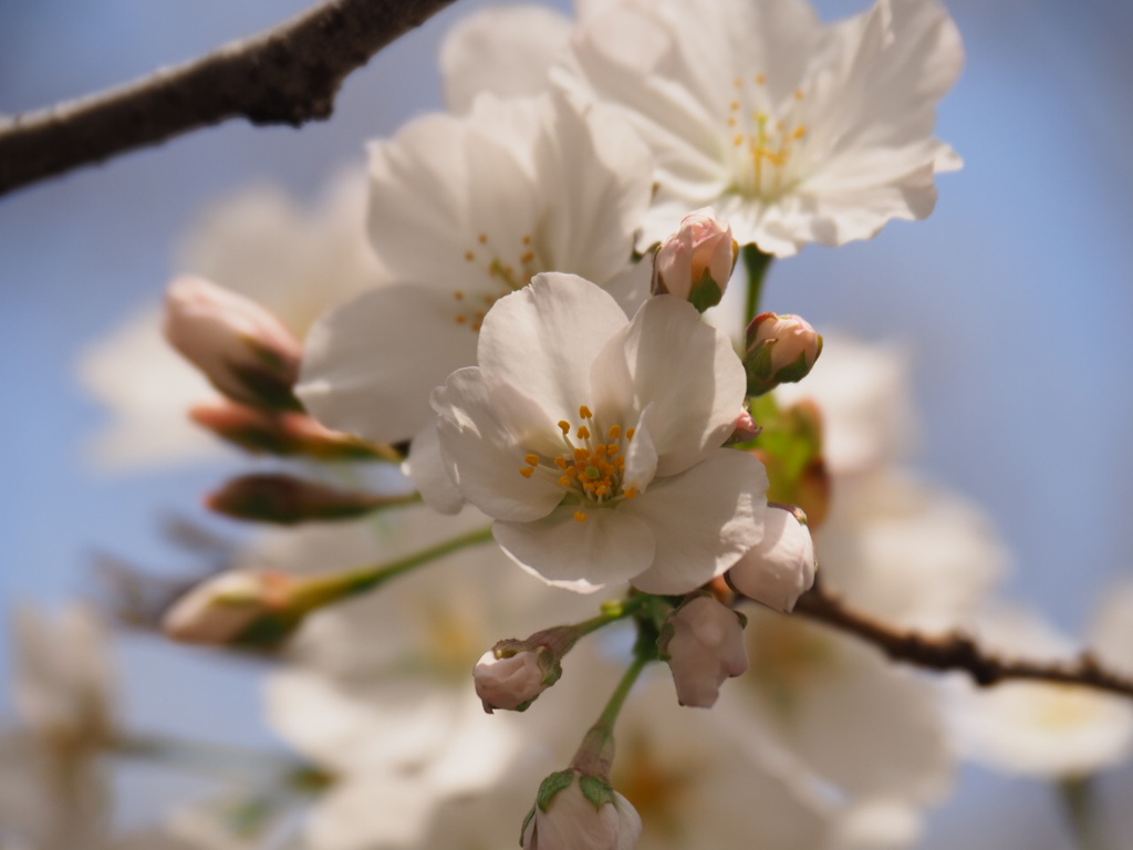 桜～待ってたよ。