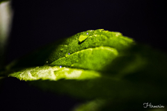 雨上がりの葉っぱ