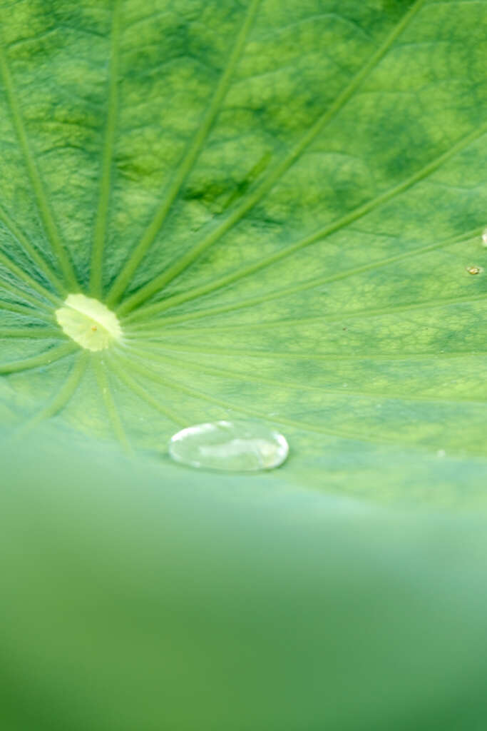雨上がりにて