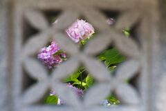 灯籠と紫陽花