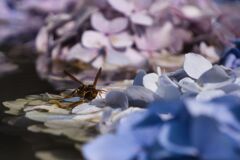 蜂と紫陽花