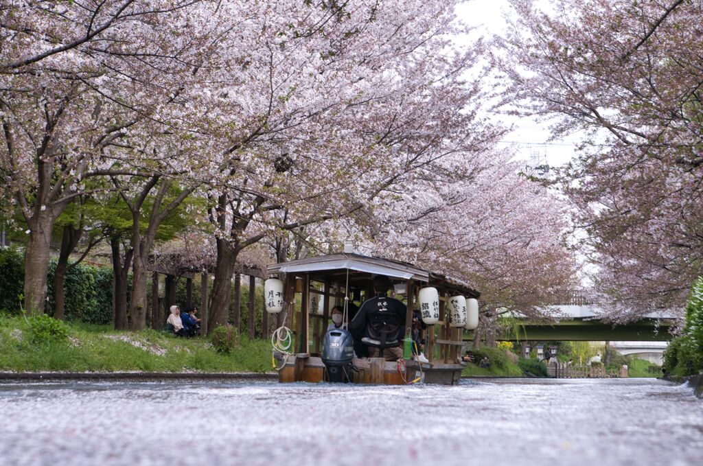 桜並木を通って
