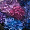 紫陽花②