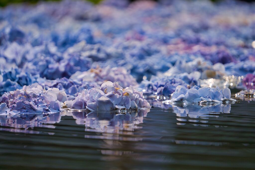 水と紫陽花