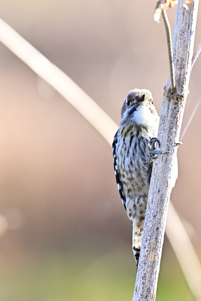 Japanese Pygmy Woodpecker