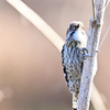 Japanese Pygmy Woodpecker