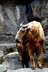 多摩動物公園