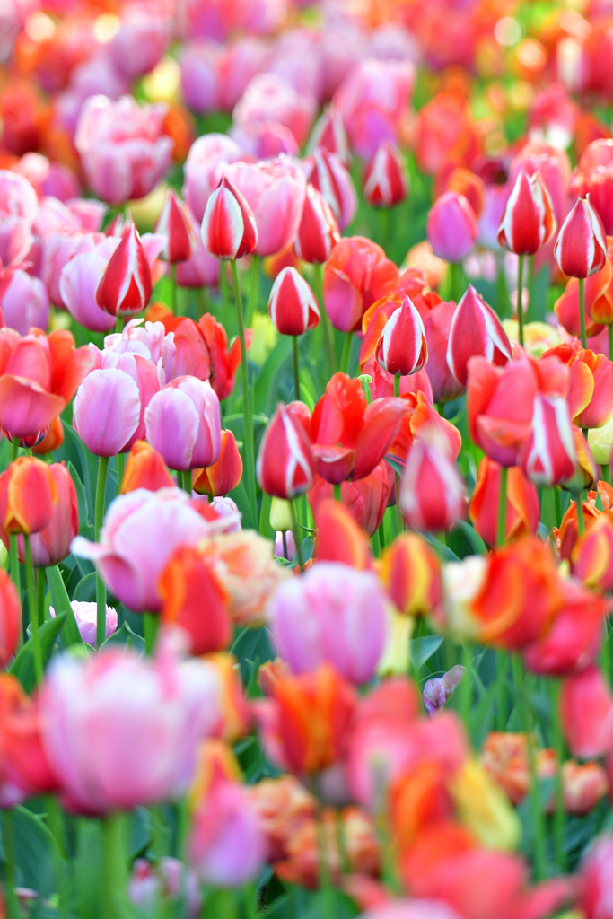 Tulip