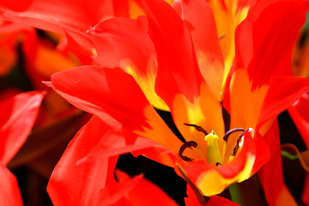 Tulip