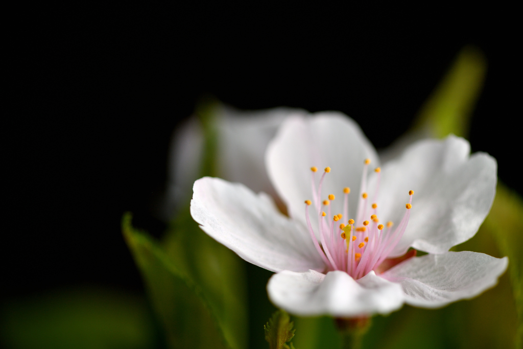 Cherry Blossoms