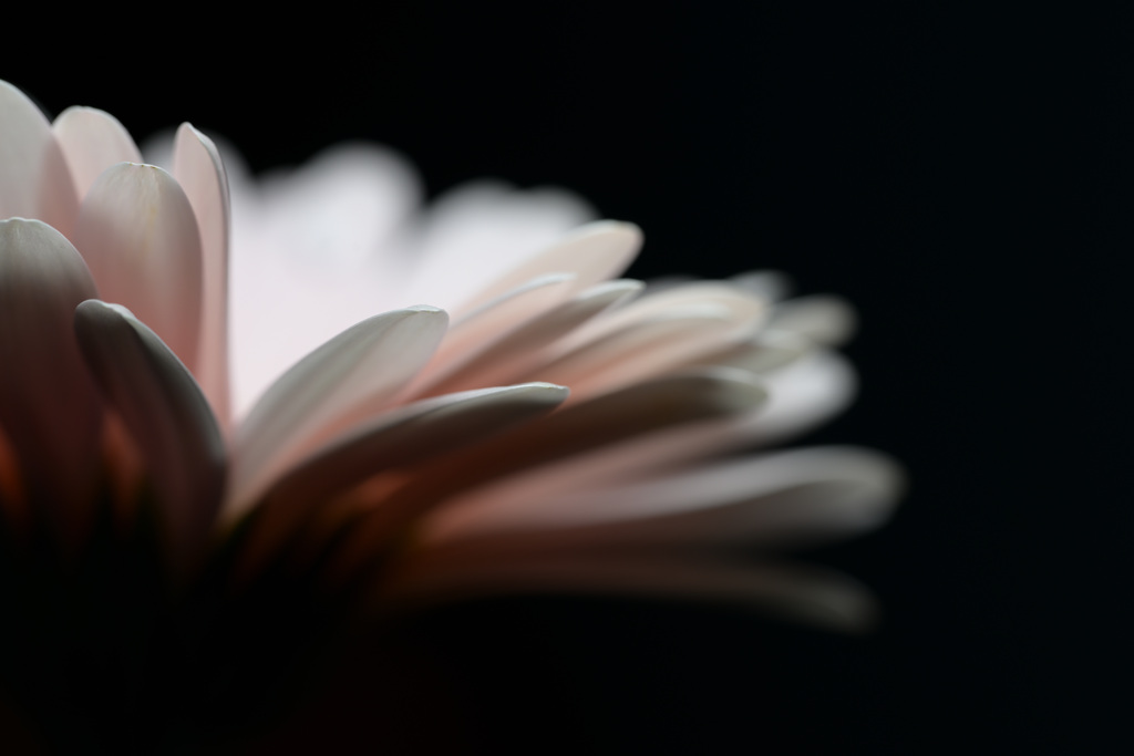 Gerbera