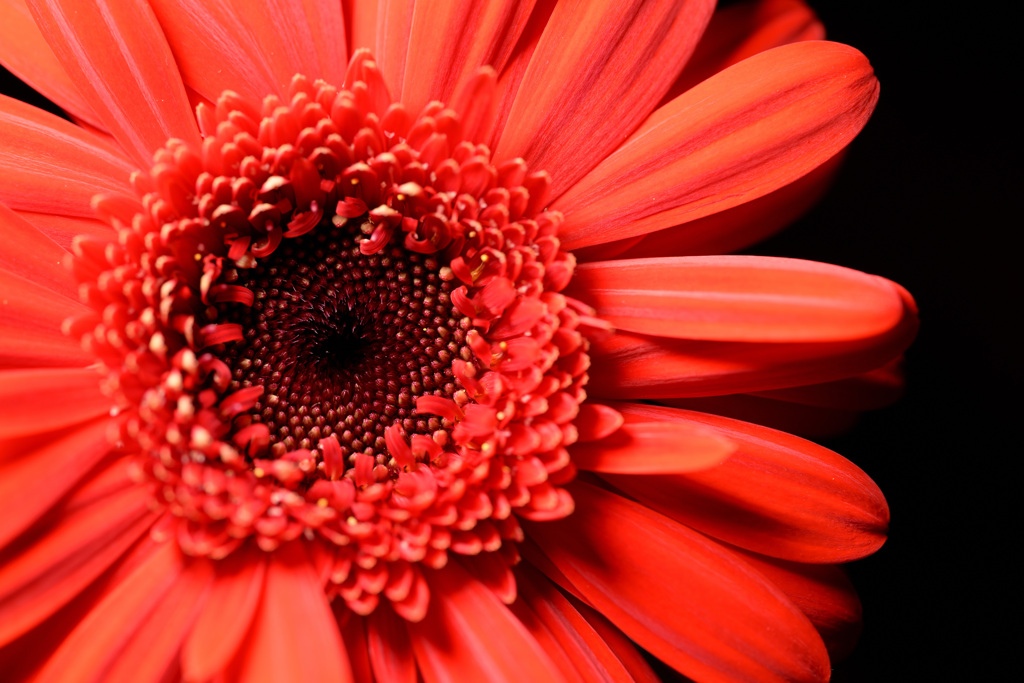 Gerbera