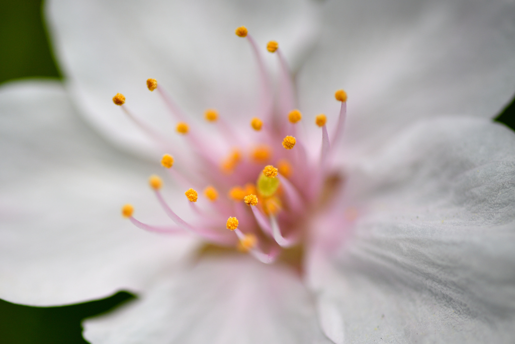 Cherry Blossoms