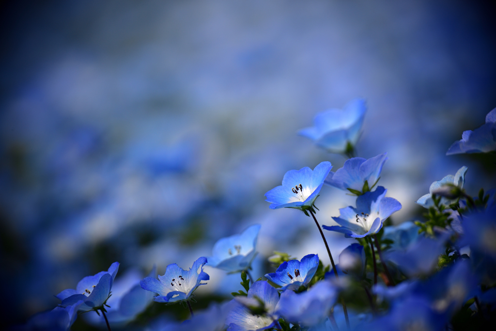 Nemophila