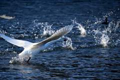 Swan