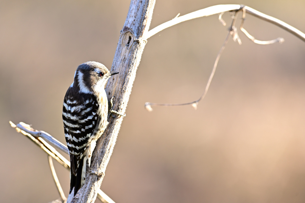 Japanese Pygmy Woodpecker