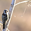 Japanese Pygmy Woodpecker