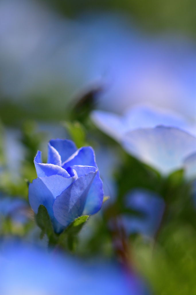 Nemophila