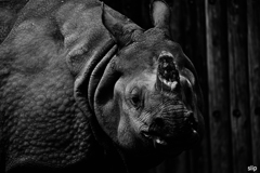 多摩動物公園