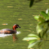 Tachybaptus ruficollis