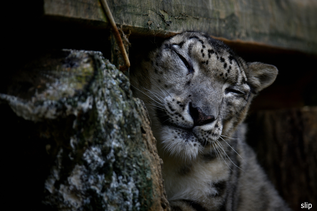 多摩動物公園