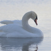 Swan