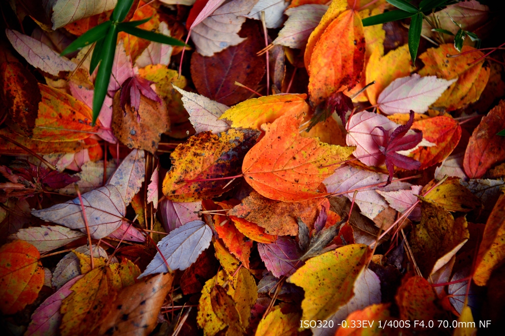 Fallen leaves