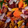 Fallen leaves