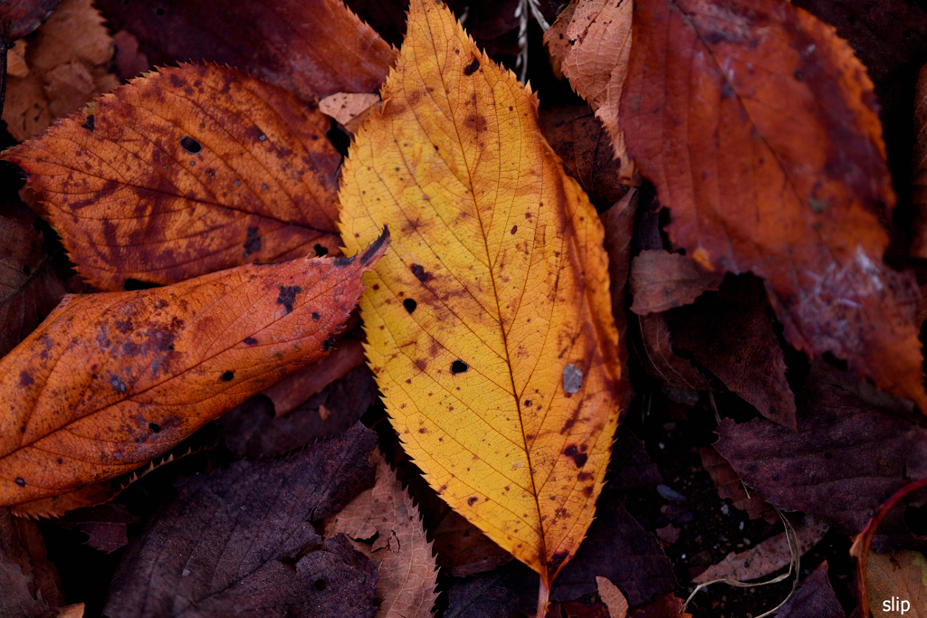 Fallen leaves