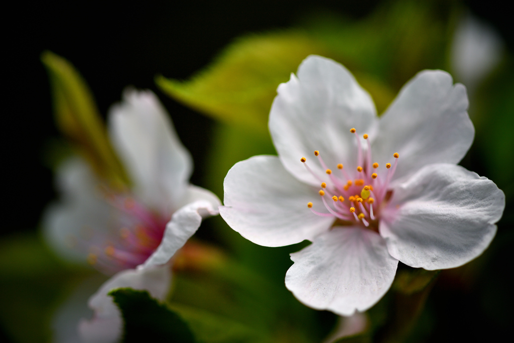 Cherry Blossoms