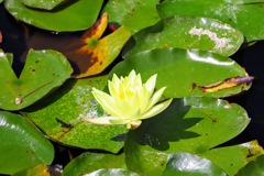 20200912110439_IMG_4934-EFFECTS