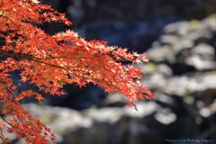 大滝神社の紅葉8