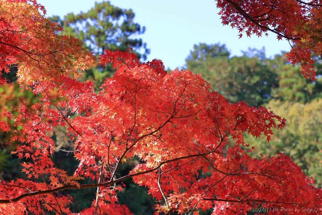 大滝神社の紅葉3