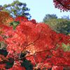 大滝神社の紅葉3