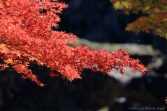大滝神社の紅葉7