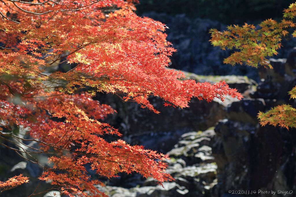 大滝神社の紅葉9