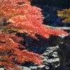 大滝神社の紅葉9