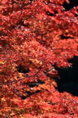 大滝神社の紅葉6