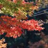 大滝神社の紅葉1