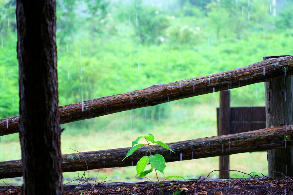 雨降りでも気にしない