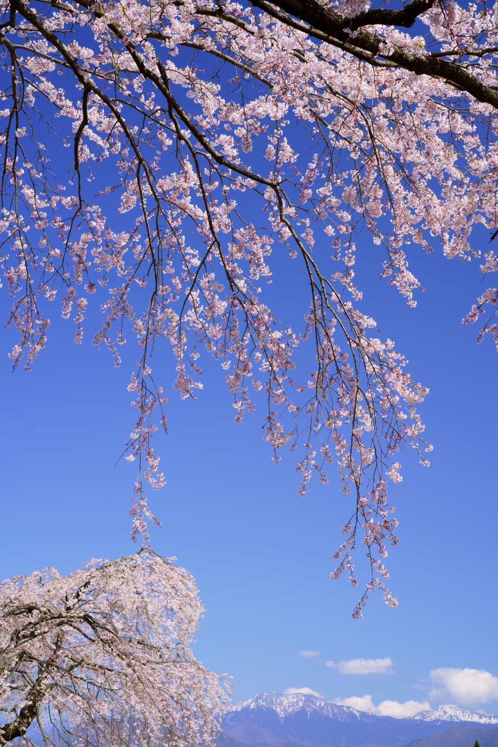 光前寺の桜