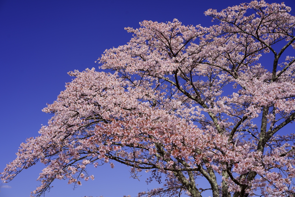 快晴の桜