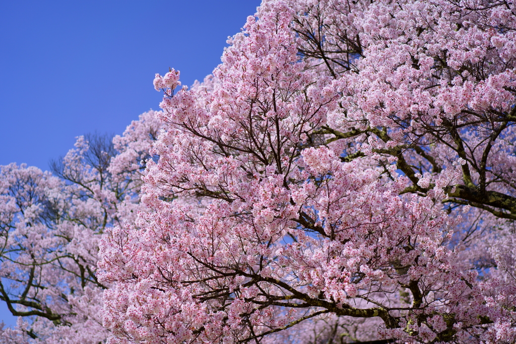 高遠小彼岸桜