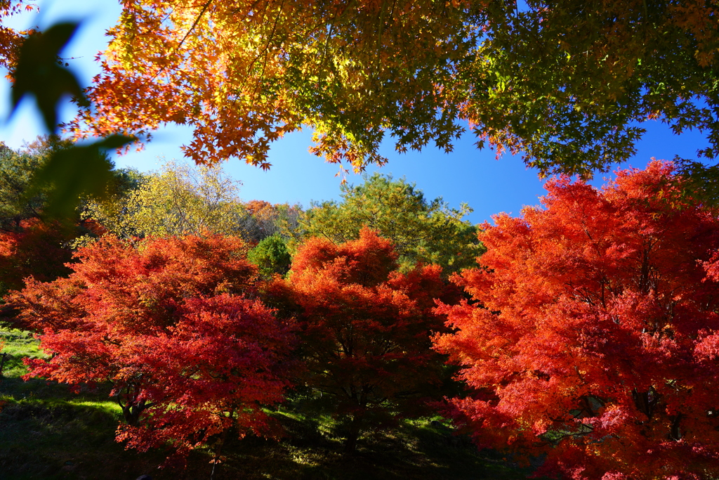 青いモミジと真っ赤な紅葉