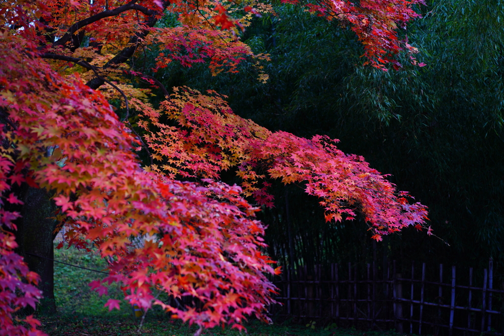竹林と紅