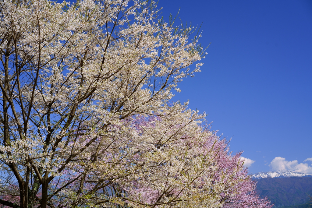 桜と残雪