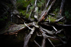 倒木の根