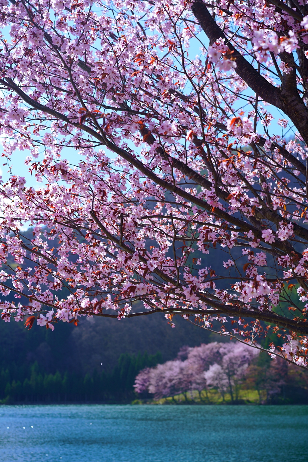 湖畔の桜