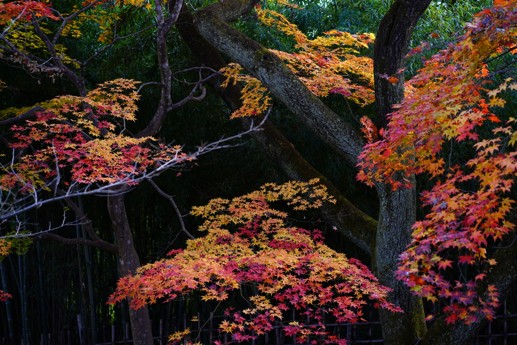 曇り時々紅色黄色