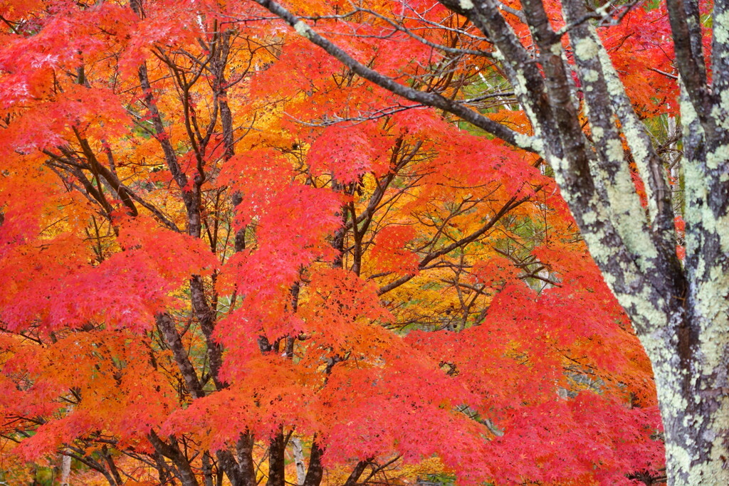 奥の紅